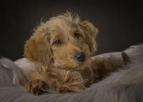 Adorable Labradoodle puppy, in studio, lying in fur bed Stock Photos