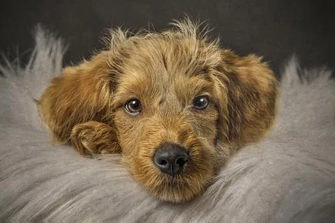 Adorable Labradoodle puppy, in studio, lying in fur bed Stock Photos
