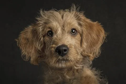 Adorable Labradoodle puppy, in studio Stock Photos