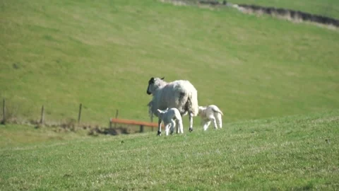 Adorable lambs slow motion running after mum sheep in field Stock Footage 172134880