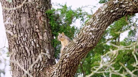 Adorable Light Fox Squirrel Sitting in Oak Crotch - Observing Stock-Footage 306719155