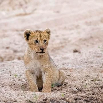 Adorable Lion Cub sitting in the Sand of a Riverbed in South Africa Stock Photos