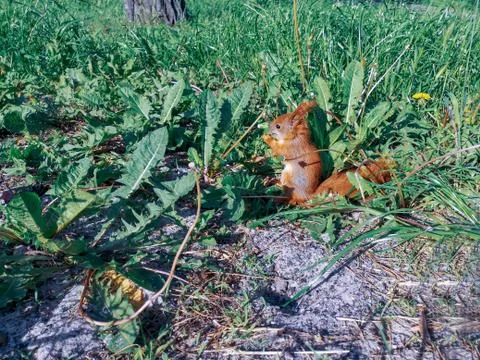 Adorable litle squirrel kit eats grass outdoors in the park. Stock Photos