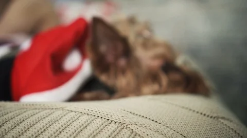 Adorable little dog in red jacket is lying on bed and looking in camera. close Stock Footage 86567592