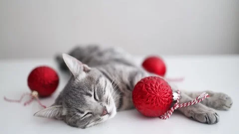 Adorable little gray tabby domestic Stock Video Pond5