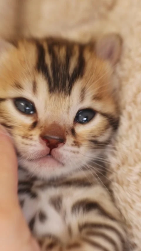 An Adorable Little Kitten Blessed with Striking Blue Eyes and Unique Fur Stock Footage 316515645