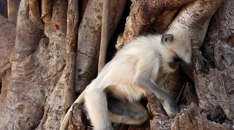 Adorable little Langur Monkey energetically searches for food in tree in India. Stock Footage 37518847