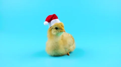 Adorable little rooster sitting, opens mouth, Chinese zodiac symbol of 2017 Stock Footage 68457198