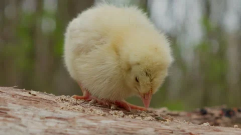 An adorable little yellow chick is exploring the wonders of nature in its Stock Footage 306886907
