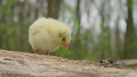 An adorable little yellow chick is exploring the beautiful wonders of nature Stock Footage 309333785