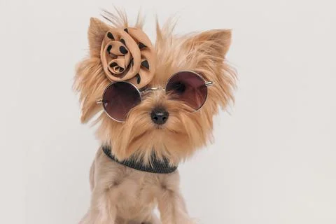 Adorable little yorkie puppy with bow and sunglasses Stock Photos