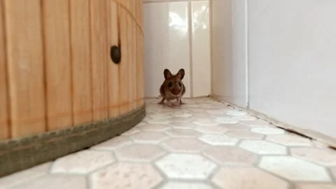 Adorable Lively Mouse Exploring in the Washroom - Static Shot Stock Footage 252572613