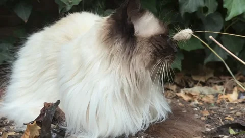 Adorable Long-Haired Cat with Closed Eyes Enjoying Peaceful Garden Moment Stock Footage 314115094