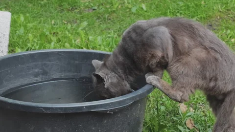 Adorable long haired cat lapping water from a container outdoors. The thirsty 動画素材 345968778