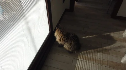 Adorable long haired cat playing with a tape Vídeo Stock 124557478