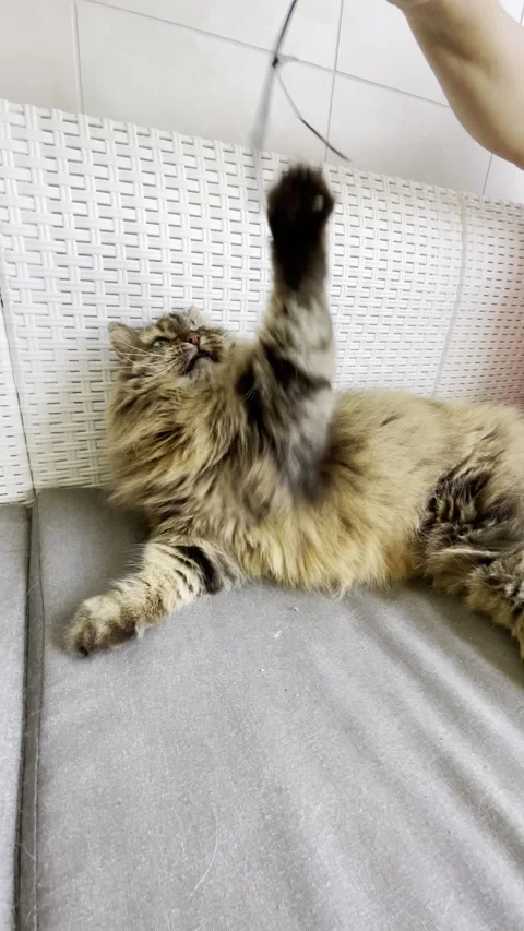 Adorable long haired cat plays with a toy Stock Footage 204815854