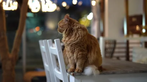 Adorable long haired ginger cat sitting on wooden table inside cozy restaurant 動画素材 342740507