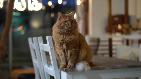 Adorable long haired ginger cat with white tipped tail sitting on wooden table 動画素材 342741401