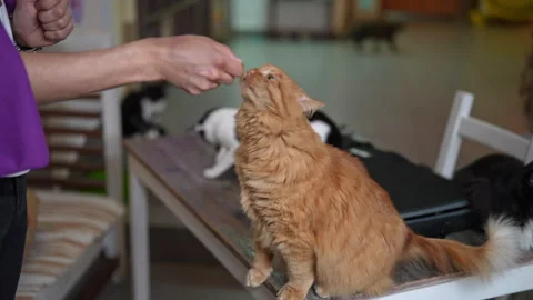 Adorable long haired ginger cat patiently waiting on rustic wooden table to Vidéo 342760311