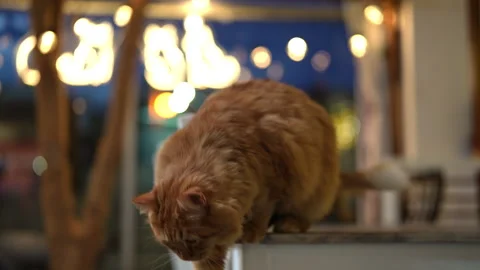 Adorable long haired orange cat resting on wooden surface in restaurant during Stock Footage 342737582