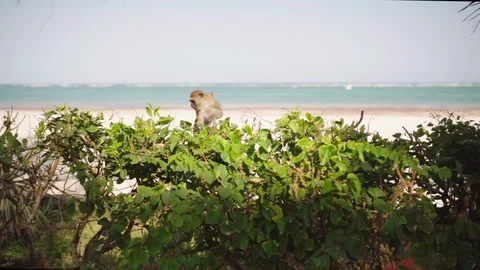 Adorable long-tailed monkey sitting on copse, hunting / foraging. Slow 動画素材 120688406