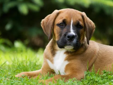 Adorable lying puppy Stock Photos
