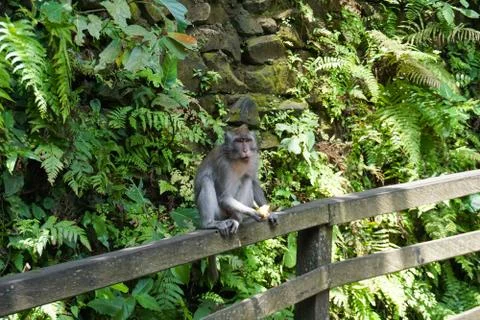 An adorable macaque monkey having a good time on a bench, while posing for the Stock Photos