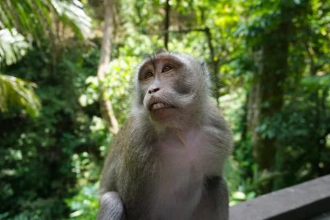 An adorable macaque monkey having a good time on a bench, while posing for the 스톡 사진