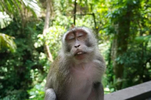 An adorable macaque monkey having a good time on a bench, while posing for the Stock Photos