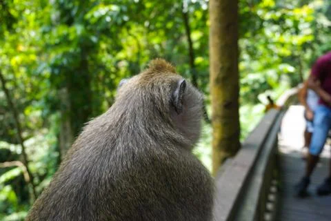 An adorable macaque monkey having a good time on a bench, while posing for the Stock Photos