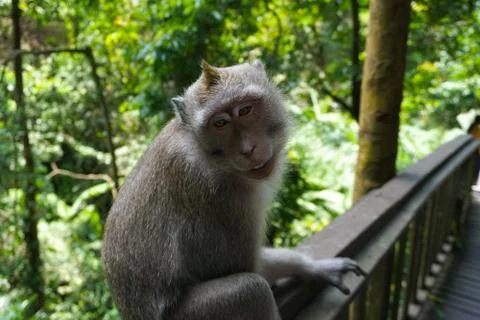 An adorable macaque monkey having a good time on a bench, while posing for the Stock Photos