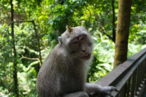 An adorable macaque monkey having a good time on a bench, while posing for the Stock Photos