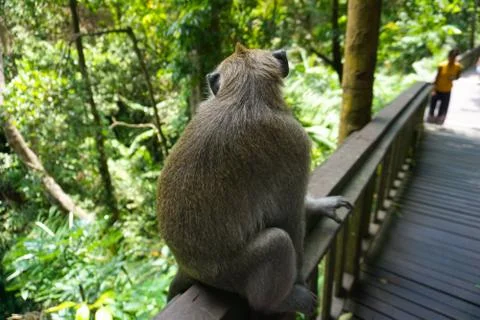 An adorable macaque monkey having a good time on a bench, while posing for the Stock Photos