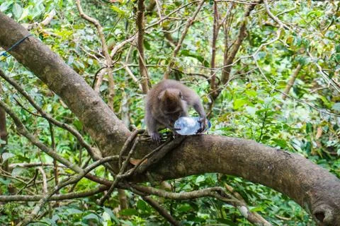 An adorable macaque monkey having a good time on a tree, while posing for the Stock Photos