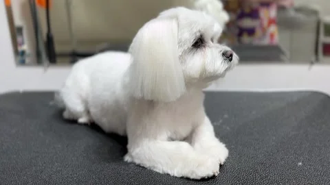 Adorable Maltese dog lying flat grooming table, freshly groomed Stock Footage 310141867