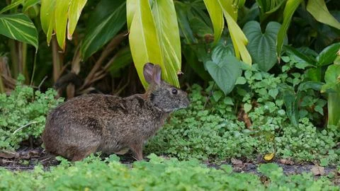 Adorable Marsh rabbit in a backyard Stock Photos