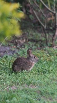 Adorable Marsh rabbit in a backyard Stock Photos