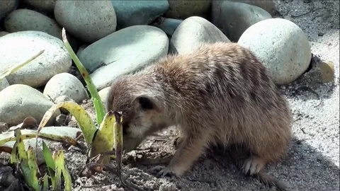 Adorable Meerkat Digging and Going Potty in Sand Stock Footage 76010748