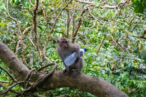 An adorable monkey having a good time on a tree, while posing for the camera in Stock Photos