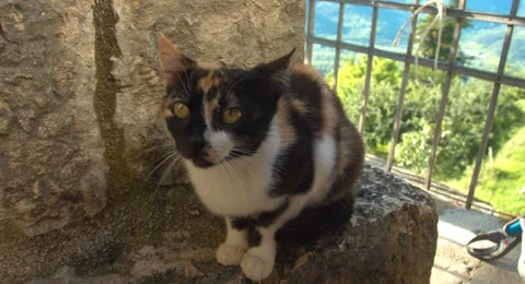 Adorable Multi Colored Cat Graded Stock Footage 64820476