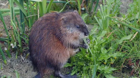 Adorable muskrat eats marsh plants in slow motion, close-up view Stock Footage 318063182