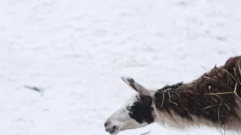 Adorable Muzzle Of Lama Video stock 341575541