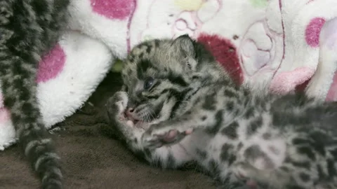 Adorable newborn Clouded Leopard cleans her paws. Stock Footage 154015113