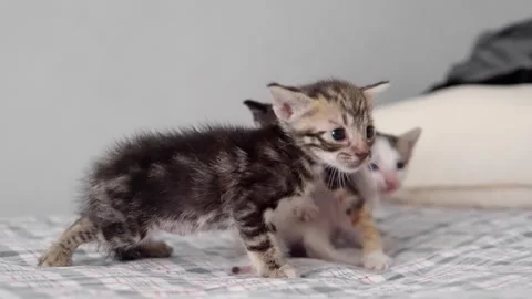 Adorable newborn kittens exploring soft blanket Stock-Footage 328606243