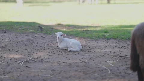 Adorable newborn lamb lying on the ground Stock Footage 323194228