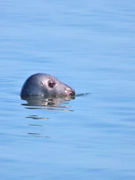 Adorable Observer Stock Photos