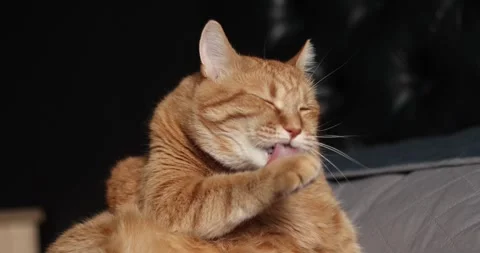 Adorable orange cat playing and grooming in a cozy setting Stock Footage 339067397