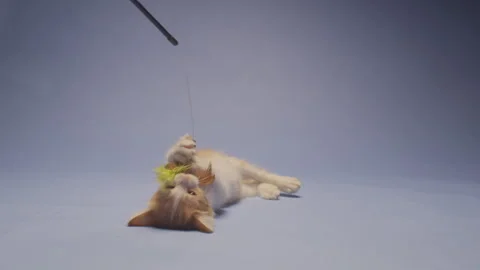 Adorable orange kitten playfully attacking a feather toy in slow motion against Stock Footage 310928351