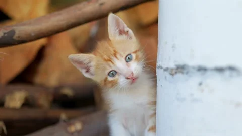 Adorable orange kitten plays while gazing curiously Stock Footage 332686151