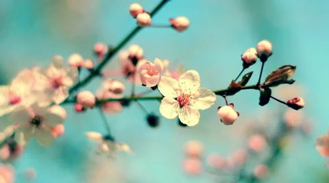 Adorable panoramic view of blooming pink cherry branch against teal sky Vídeos de archivo 60090282